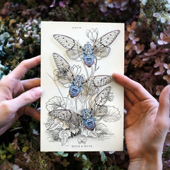 Little Wonders Butterfly Set - The Glimmers