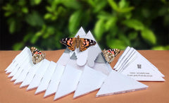 Package Deal - Painted Ladies in 150 Standard Boxes and 2 Special Boxes