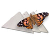 Painted Lady Butterflies - By The Dozen