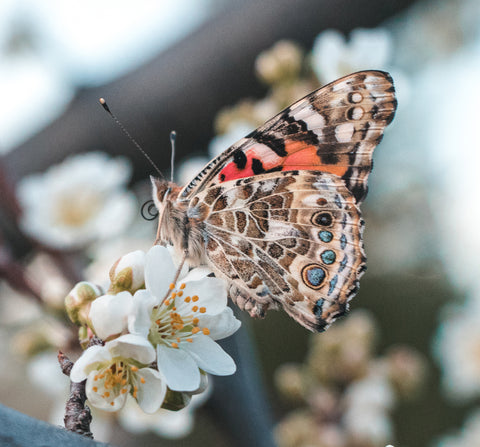 Painted Lady Butterflies - Additional Single Butterfly