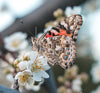 Painted Lady Butterflies - By The Dozen