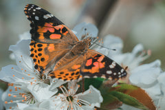 Painted Lady Butterflies - Additional Single Butterfly