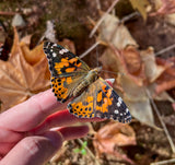 Painted Lady Butterflies - By The Dozen