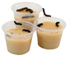 ClearView Butterfly Zoo - Easy Kit!