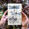 Little Wonders Butterfly Set - The Hunters