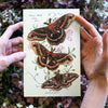 Little Wonders Butterfly Set - The Nocturnes