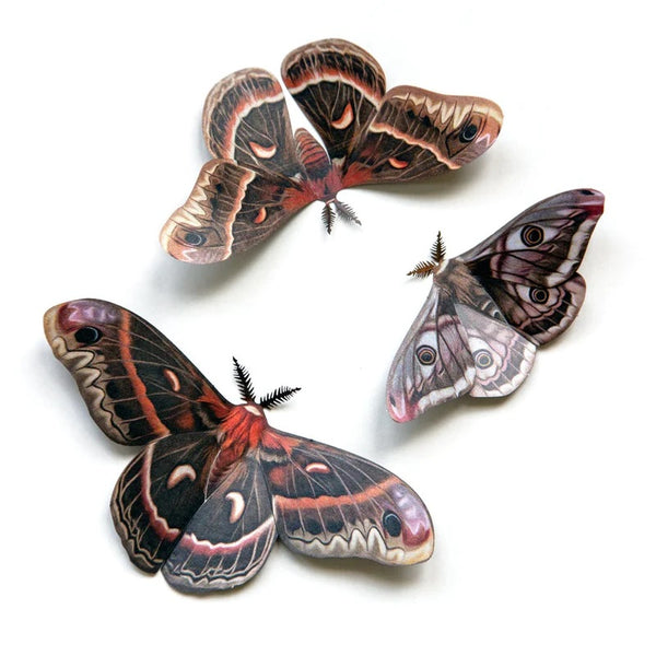 Little Wonders Butterfly Set - The Nocturnes