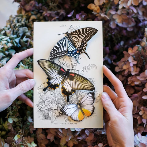 Little Wonders Butterfly Set - The Gothics