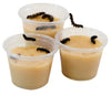 ClearView Butterfly Zoo - Refill Kit