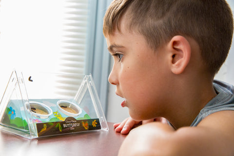 ClearView Butterfly Zoo - Refill Kit
