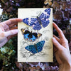 Little Wonders Butterfly Set - The Speckled Band