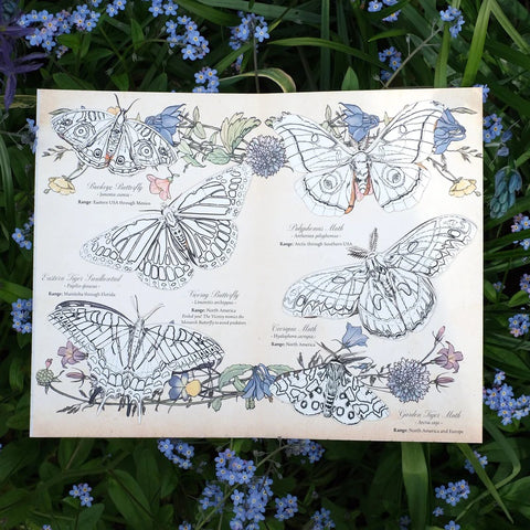 Little Wonders Butterfly Set - DIY Coloring Kit