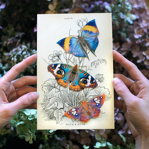 Little Wonders Butterfly Set - The Artist Palette