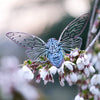 Little Wonders Butterfly Set - The Glimmers