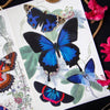 Little Wonders Butterfly Set - The Cobalts
