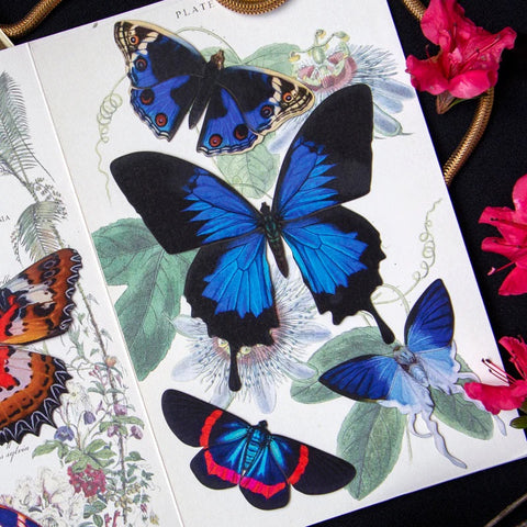 Little Wonders Butterfly Set - The Cobalts