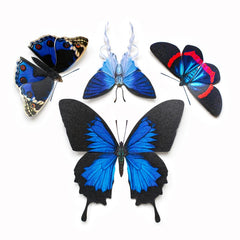 Little Wonders Butterfly Set - The Cobalts
