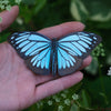 Little Wonders Butterfly Set - The Indigos
