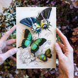 Little Wonders Butterfly Set - The Emeralds