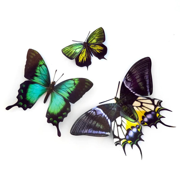 Little Wonders Butterfly Set - The Emeralds