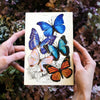 Little Wonders Butterfly Set - The Aviators