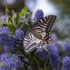 Little Wonders Butterfly Set - The Gothics