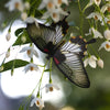 Little Wonders Butterfly Set - The Gothics