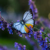 Little Wonders Butterfly Set - The Gothics