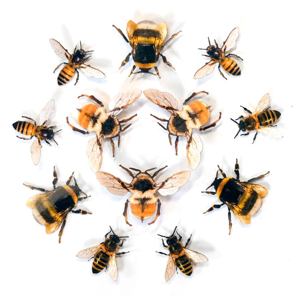 Little Wonders Set - The Bay-Bees