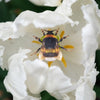 Little Wonders Set - The Bay-Bees
