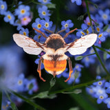 Little Wonders Set - The Bay-Bees