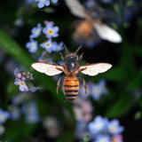 Little Wonders Set - The Bay-Bees