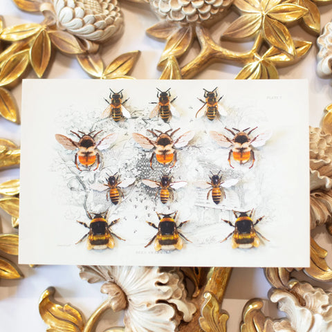 Little Wonders Set - The Bay-Bees