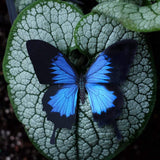 Little Wonders Butterfly Set - The Cobalts
