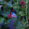 Little Wonders Butterfly Set - The Cobalts