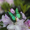 Little Wonders Butterfly Set - The Emeralds
