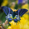 Little Wonders Butterfly Set - The Emeralds