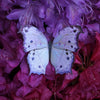 Little Wonders Butterfly Set - The Fairytales
