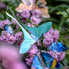 Little Wonders Butterfly Set - The Fairytales