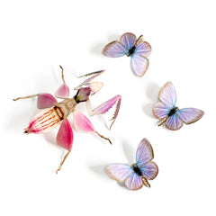 Little Wonders Butterfly Set - The Femme Fatale