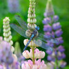 Little Wonders Butterfly Set - The Hunters