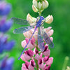 Little Wonders Butterfly Set - The Hunters