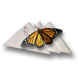 Individual Butterfly Release Box - For Monarchs