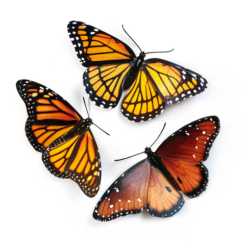 Little Wonders Butterfly Set - The Royals