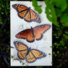 Little Wonders Butterfly Set - The Royals