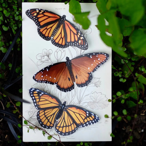 Little Wonders Butterfly Set - The Royals