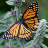 Little Wonders Butterfly Set - The Royals