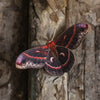 Little Wonders Butterfly Set - The Nocturnes
