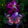 Little Wonders Butterfly Set - The Ornamentals
