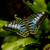 Little Wonders Butterfly Set - The Ornamentals
